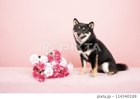 ピンクバックと薔薇の花束と黒柴の小太郎 114340189