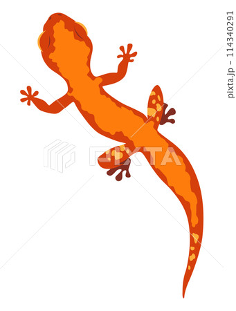 Lizard icon. Tropical colorful decorative amphibian. Fauna character in wildlife or zoo. Wildlife colorful creature isolated on white vector illustration Lizard icon. Tropical colorful decorative amphibian. Fauna character in wildlife or zoo. Wildlife colorful creature isolated on white vector illustration 114340291