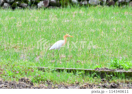 アマサギ アマサギ 114340611