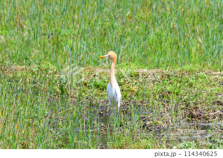 アマサギ 114340625