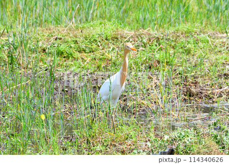 アマサギ アマサギ 114340626
