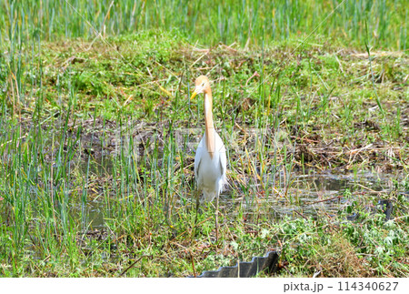 アマサギ 114340627