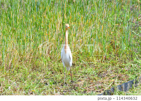 アマサギ 114340632