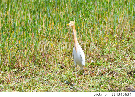 アマサギ アマサギ 114340634
