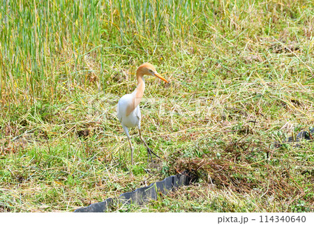 アマサギ 114340640