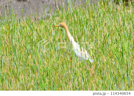 アマサギ アマサギ 114340654