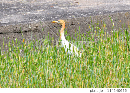 アマサギ 114340656