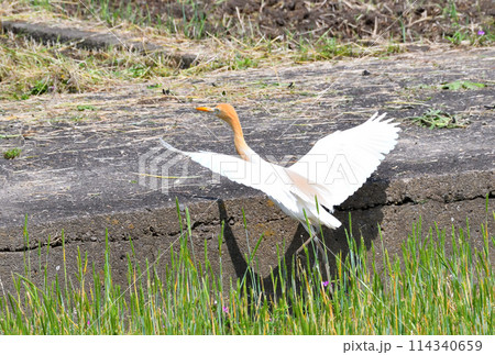 アマサギ 114340659