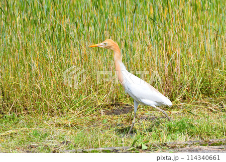 アマサギ アマサギ 114340661