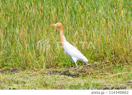 アマサギ アマサギ 114340662