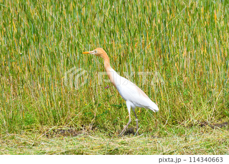 アマサギ アマサギ 114340663