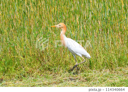 アマサギ アマサギ 114340664