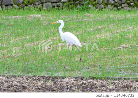 ダイサギ、シラサギ ダイサギ、シラサギ 114340732