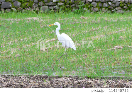 ダイサギ、シラサギ 114340733