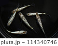 ラメメダカ（シャンパンゴールド） 114340746