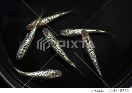 ラメメダカ（シャンパンゴールド） 114340746