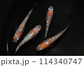 紅白が美しいラメメダカ（王華メダカ） 114340747