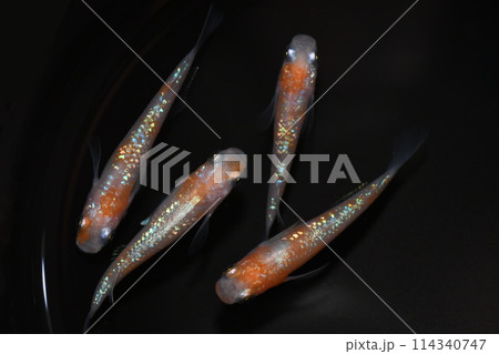 紅白が美しいラメメダカ（王華メダカ） 114340747