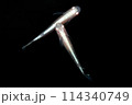 体外光メダカ（王妃） 114340749