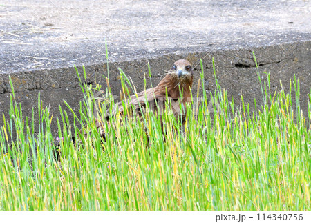 トビ、トンビ 114340756