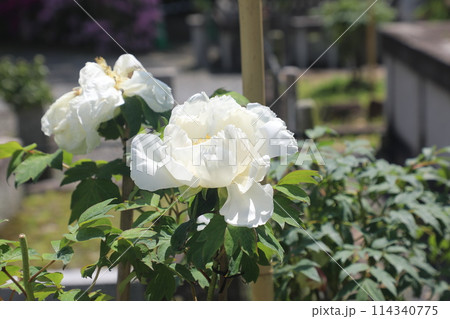 牡丹満開 牡丹満開 114340775