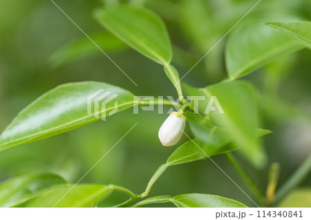 ゆずの花 ゆずの花 114340841
