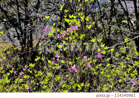 備中松山城の遊歩道沿いに咲く山ツツジ 備中松山城の遊歩道沿いに咲く山ツツジ 114340981