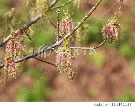 ネグンドカエデの花 ネグンドカエデの花 114341117