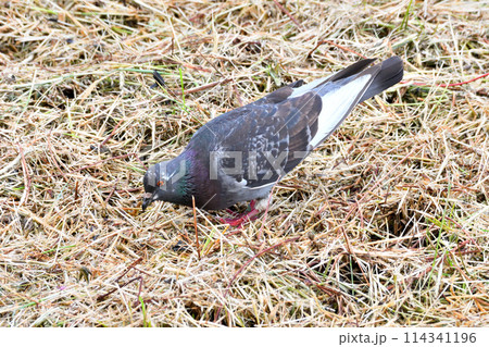 落ち穂拾いするハト 114341196