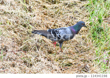 落ち穂拾いするハト 114341198