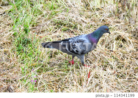 落ち穂拾いするハト 114341199