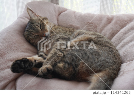 眠るキジトラ 眠るキジトラ 114341263