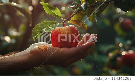Low Hanging Fruit with hand , harvest generated AI 114341265