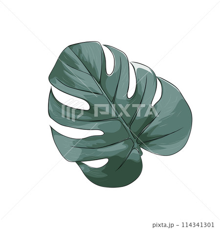 Monstera leaf, isolated vector illustration Monstera leaf, isolated vector illustration 114341301