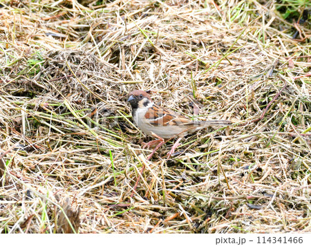 スズメ スズメ 114341466
