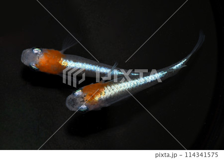 体外光メダカ（女雛） 114341575