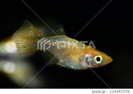 かわいらしいダルマメダカ 114341576