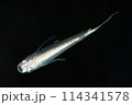 鱗まで美しいヒレ長メダカ（サンセット極龍） 114341578
