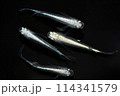 綺麗な体外光メダカ（サンセット極龍） 114341579