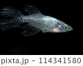 ヒレ長メダカ（魔王） 114341580