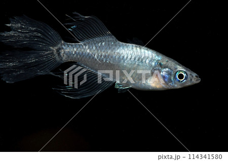 ヒレ長メダカ（魔王） 114341580