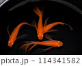 ヒレ長メダカ（楊貴妃リアルロングフィン） 114341582