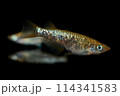綺麗なラメメダカ（琥珀ラメ） 114341583