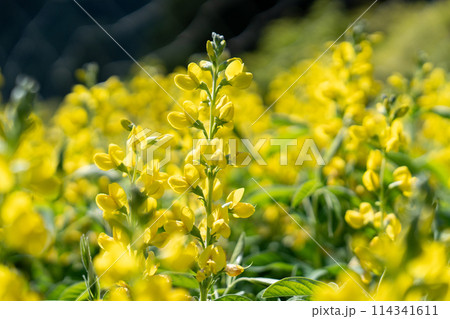 黄色いセンダイハギ 黄色いセンダイハギ 114341611