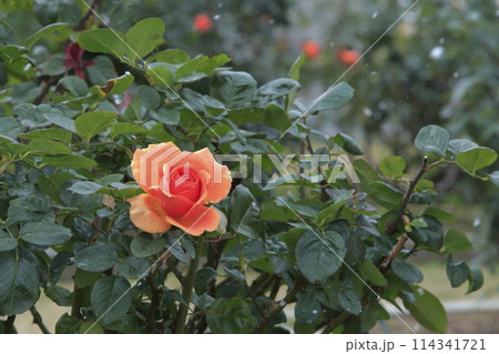 荒尾市　おもやい市民花壇　バラの花、 114341721