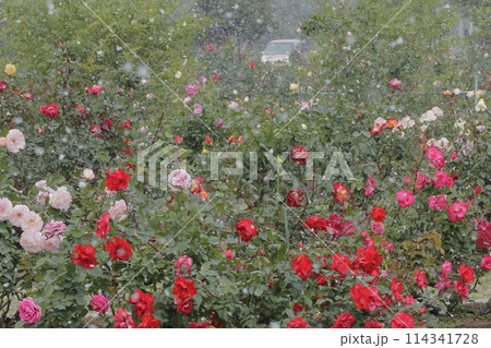 荒尾市 おもやい市民花壇 バラの花、 荒尾市 おもやい市民花壇 バラの花、 114341728