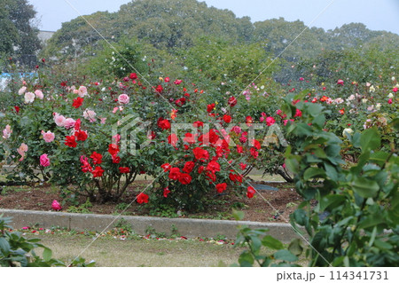荒尾市 おもやい市民花壇 バラの花、 荒尾市 おもやい市民花壇 バラの花、 114341731