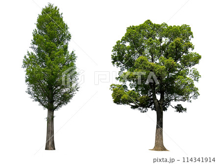 大きな木の切抜き2種類	 114341914