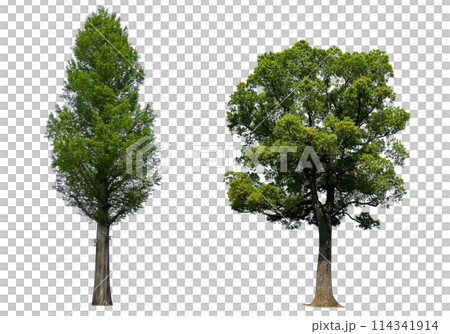 大きな木の切抜き2種類	 114341914
