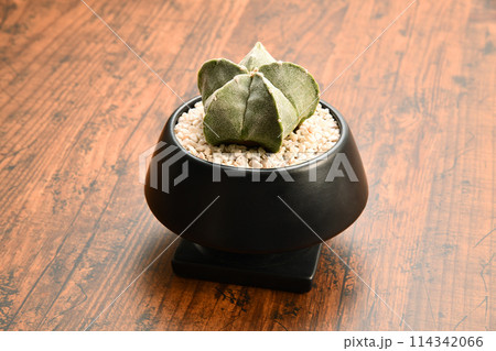 ランポウランポウギョク 114342066